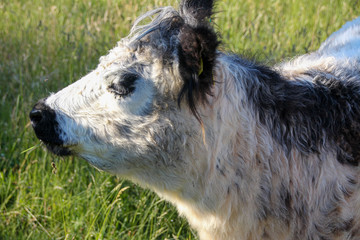 Young gallowys in high grass