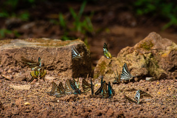 A group of butterflies at Pang Sida National Park a part of the UNESCO-listed natural World Heritage Dong Phayayen-Khao Yai Forest Complex, Sa Kaeo province, Thailand - obrazy, fototapety, plakaty