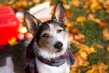 The dog is in the autumn mood, a cute puppy with a scarf is sitting in the colorful leaves in the park outside. Romantic contented dog gets sun rays in golden autumn. Dog straight to the camera