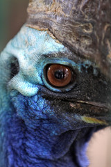 Cassowary