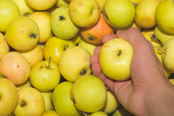 Apple in the hand. fresh fruits. healthy food. vegetarian nutrition