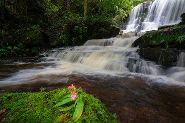 Obraz premium Pink Snapdragon (Antirrhinum) flower only at Mun Dang Waterfall, Phu Hin Rong Kla National Park, Petchaboon province,Thailand