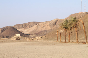 Fototapeta na wymiar Palmiers, désert égyptien