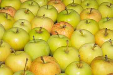 Many apples background. fresh fruits. healthy food. vegetarian nutrition