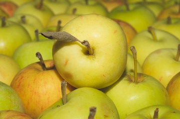 Many apples background. fresh fruits. healthy food. vegetarian nutrition