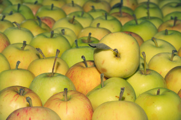 Many apples background. fresh fruits. healthy food. vegetarian nutrition