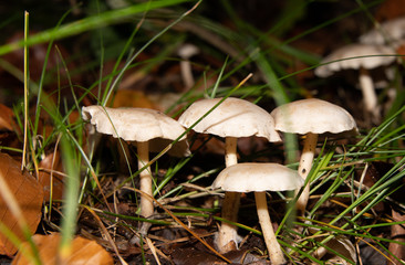 schöne Waldpilze mit gewelltem Hut