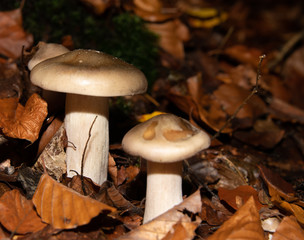 Waldpilze zwischen trockenem Laub