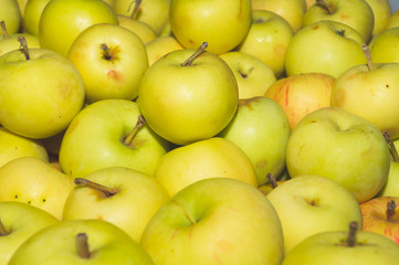 Many apples background. fresh fruits. healthy food. vegetarian nutrition