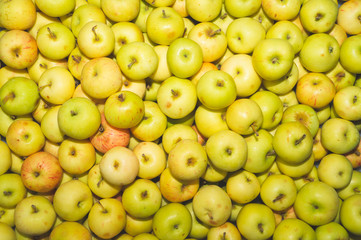 Many apples background. fresh fruits. healthy food. vegetarian nutrition