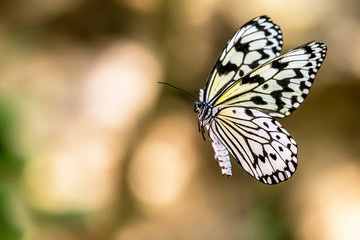 Flying Butterfly from Japan, Name:Idea leuconoe