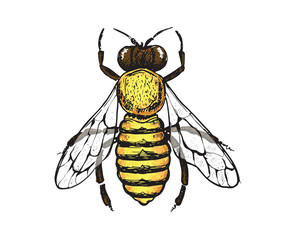 Honey bee hand drawn illustration