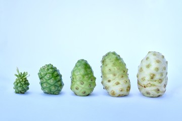 the growth of Morinda citrifolia starts from young fruit to ripe fruit on white background
