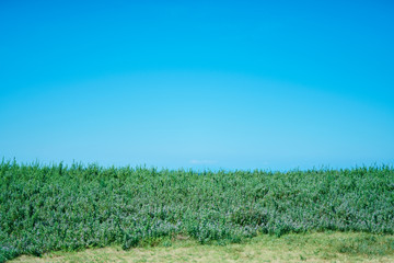 風景　空　植物