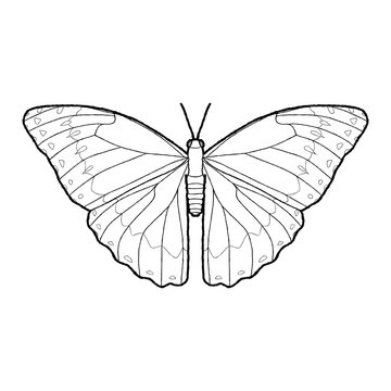 Blue Morpho Butterfly Animal Vector Illustration Hand Drawn Cartoon Art