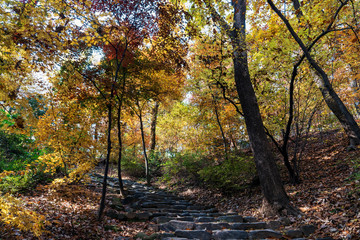 Stone Stairs with colorful autumn leaves in Huwon (Secret Garden), Changdeokgung Palace, Seoul, South Korea