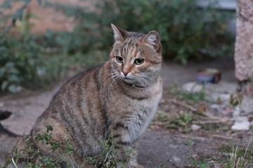 portrait of a gray cat with a white face looking forward
