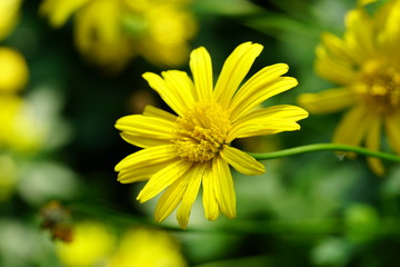 Close up of beautiful flower with nature background. The image contain certain grain or noise and soft focus.