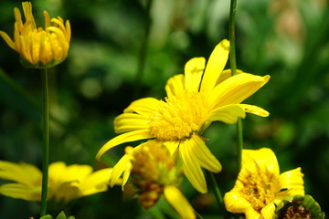 Close up of beautiful flower with nature background. The image contain certain grain or noise and soft focus.