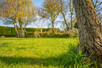 Ground level, shallow focus of  mature, Pear Tree showing detail of its weathered bark. Situated in a large and well maintained garden, the lawn having been recently cut.