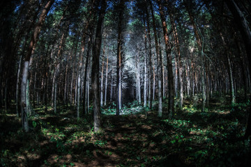 Magical lights sparkling in mysterious pine forest at night.