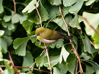 Warbling white eye in a ginkgo tree
