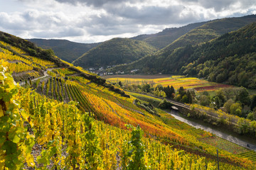 The golden autumn on the red wine trail in the Ahr valley