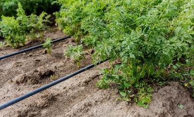 Drip irrigation system. Water saving drip irrigation system being used in a young carrot field.