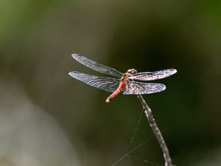autumn darter akiakane dragonfly on a twig 1