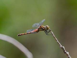 autumn darter akiakane dragonfly on a twig 2