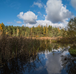 forest in autumn