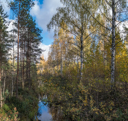 forest in autumn