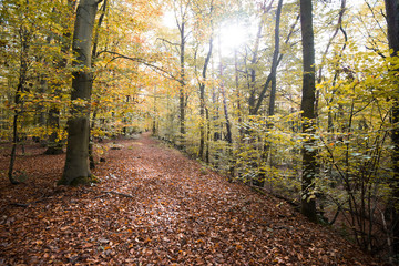 Naklejka premium Waldweg im Herbst