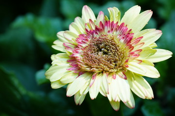 Close up of beautiful flower with nature background. The image contain certain grain or noise and soft focus.