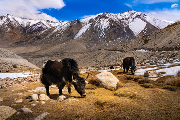 The domestic yak (Bos grunniens) on the way to Nubra 150 km North from Leh town Valley, Diskit,...