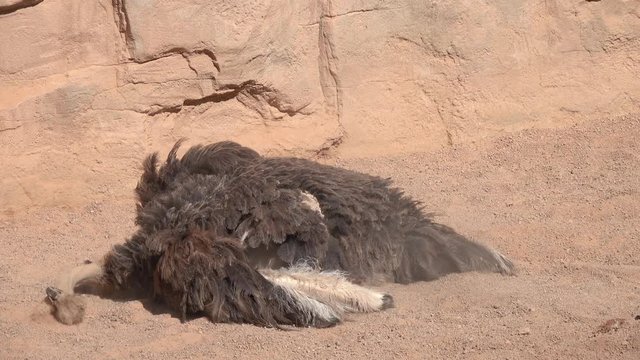 Greater Rhea or American Rhea or Ostrich Nandu (Rhea americana) is bathing in the sand