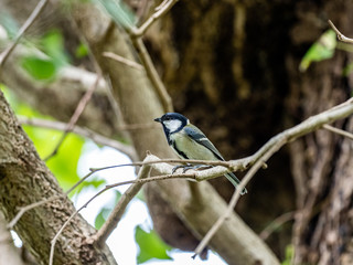 Parus minor Japanese tit in a public forest 1