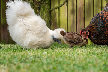 Close-up of a mother Silkie and Wyandotte hen seen with there young chicks looking for grubs on a well-maintained lawn in a private garden. Part of a small flock that is allowed to run free.