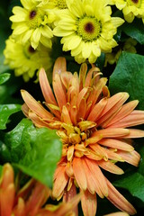 Close up of beautiful flower with nature background. The image contain certain grain or noise and soft focus.