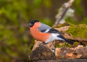 Bullfinch