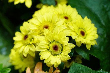 Close up of beautiful flower with nature background. The image contain certain grain or noise and soft focus.