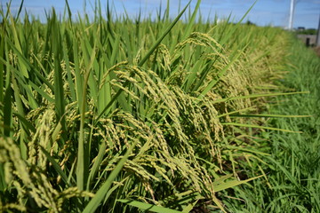 稔り始めた稲穂