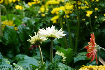 Close up of beautiful flower with nature background. The image contain certain grain or noise and soft focus.