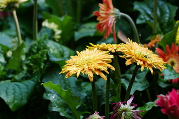 Close up of beautiful flower with nature background. The image contain certain grain or noise and soft focus.