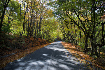 Beautiful landscape with empty road, trees and sunlight in the evening in autumn. Travel background. Nature