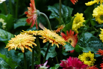 Close up of beautiful flower with nature background. The image contain certain grain or noise and soft focus.