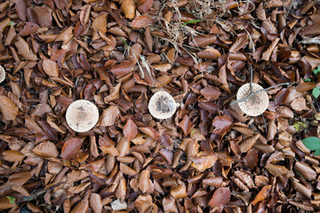 Gartenriesenschirmling (Macrolepiota bohemica)