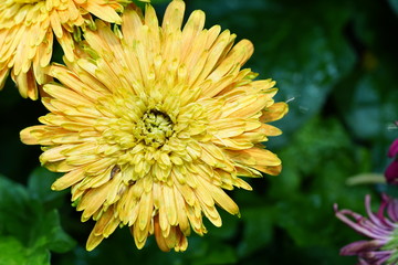 Close up of beautiful flower with nature background. The image contain certain grain or noise and soft focus.