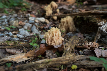 Gelbe Koralle (Ramaria aurea)
