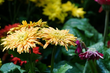 Close up of beautiful flower with nature background. The image contain certain grain or noise and soft focus.